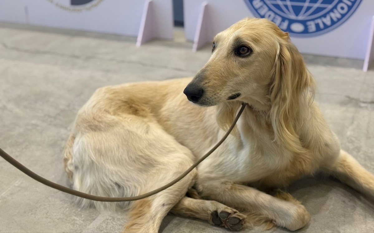 Kazakh Tazy puppy births rise fourfold in two years