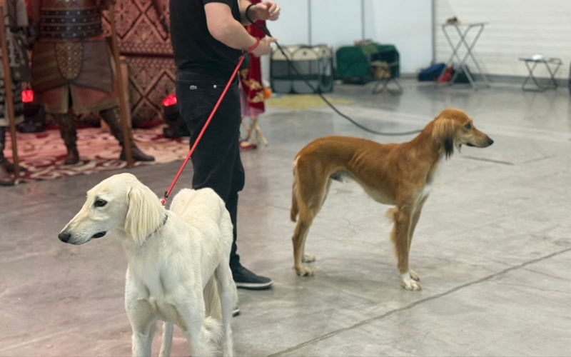 Kazakh Tazy puppy births increase fourfold 