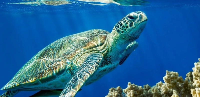 Brazil steps up monitoring as loggerhead turtles reappear in urban bay