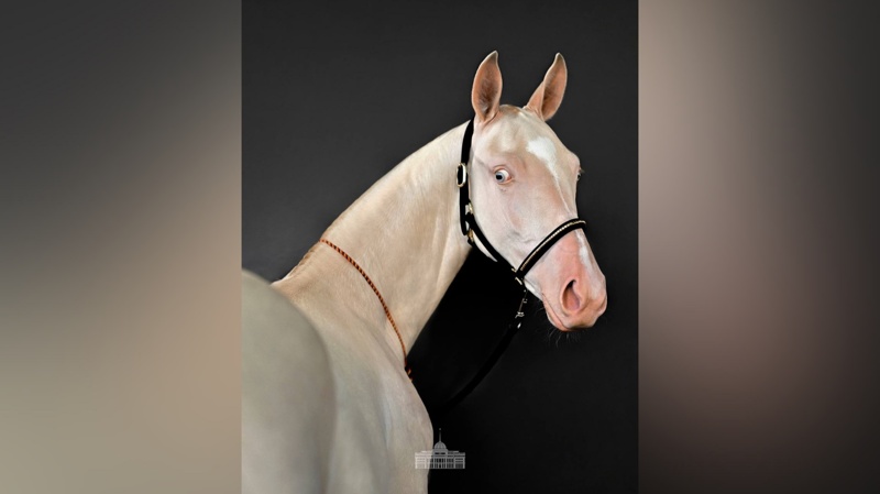 Head of State visits stables, hand-feeds his horses