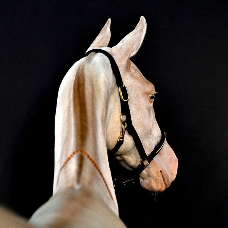 Head of State visits stables, hand-feeds his horses