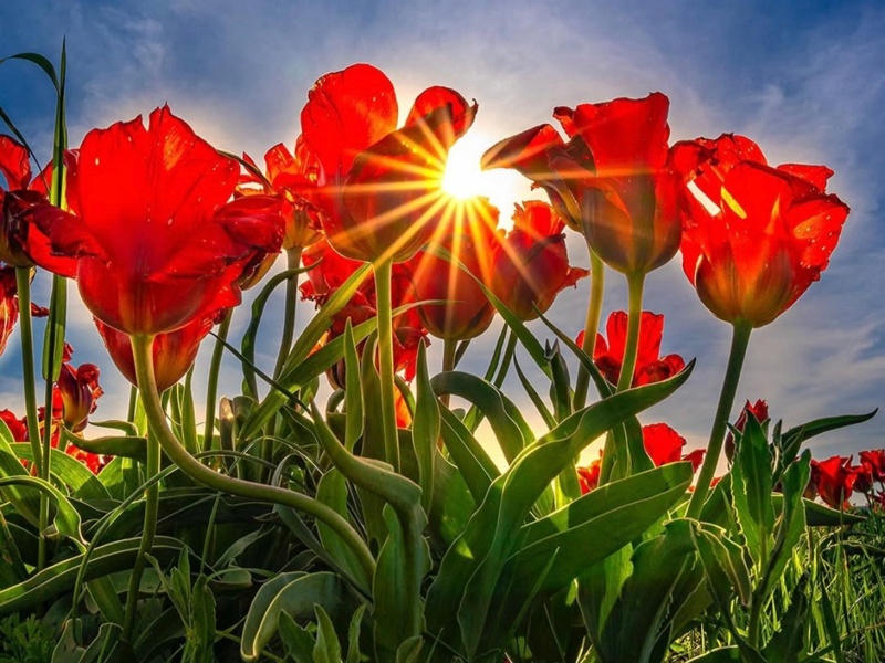 Kazakhstan&rsquo;s tulip valley comes alive with spring bloom 