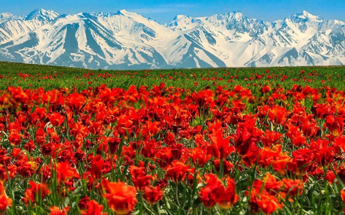 Kazakhstan’s tulip valley comes alive with spring bloom