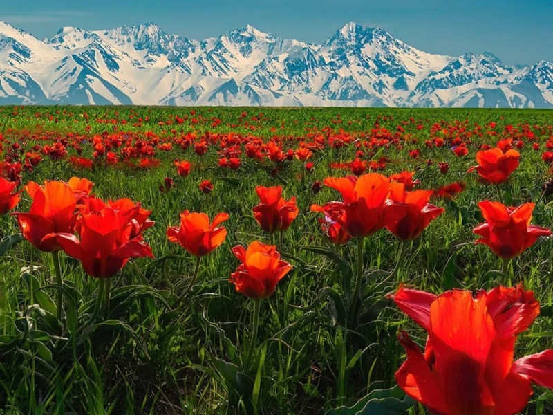 Kazakhstan&rsquo;s tulip valley comes alive with spring bloom 