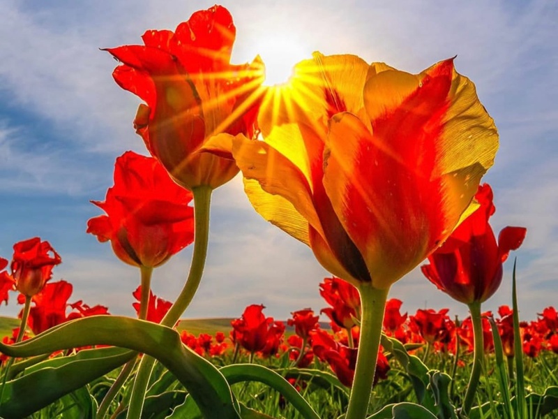 Kazakhstan&rsquo;s tulip valley comes alive with spring bloom 