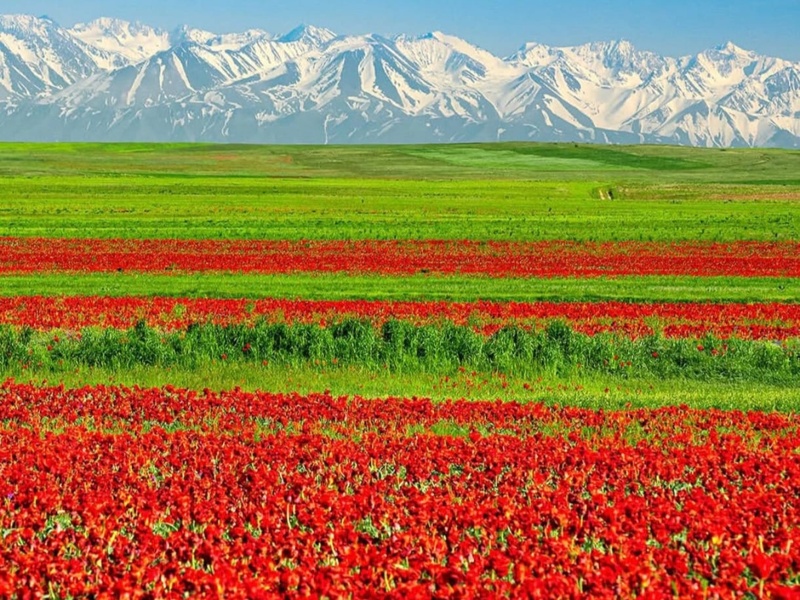 Kazakhstan&rsquo;s tulip valley comes alive with spring bloom 