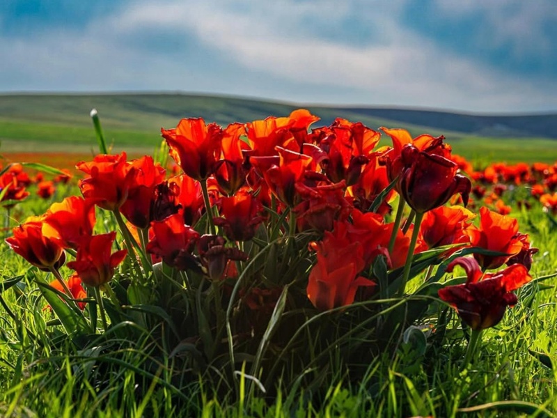 Kazakhstan&rsquo;s tulip valley comes alive with spring bloom 