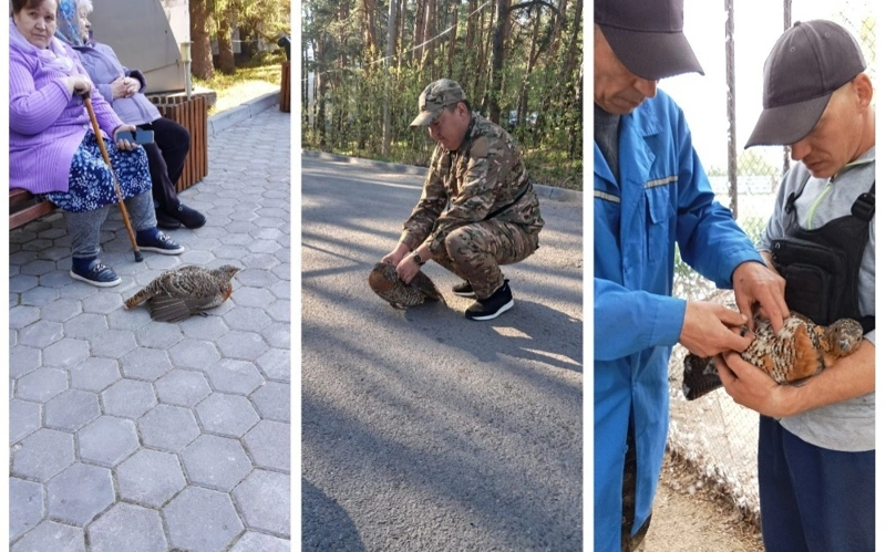 Самка глухаря сама обратилась за помощью к людям в Акмолинской области