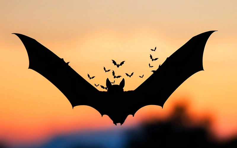 Coronavirus, bats, animals, virus, bat