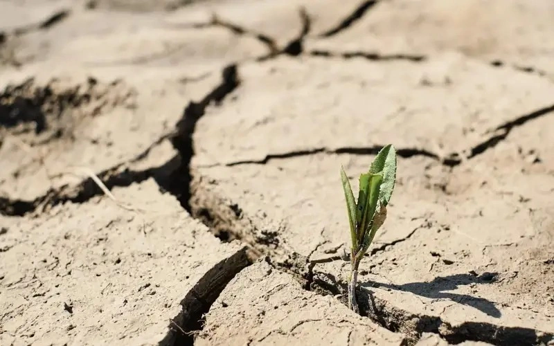Two regions of Kazakhstan may face drought this year