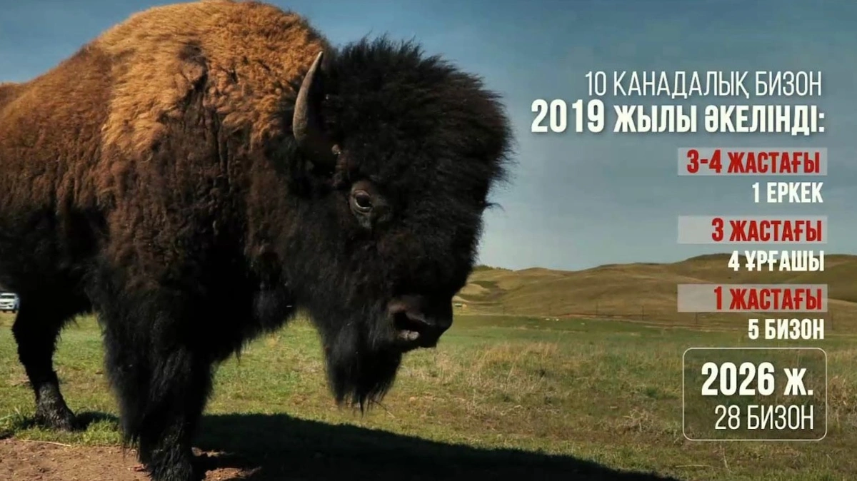 Зеленый пояс Караганды: каркаралинские сосны, бизоны Буйратау и кленовые рощи