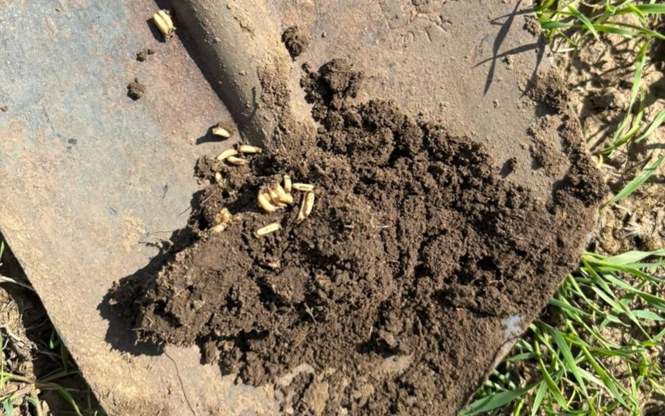 Шегірткеге қарсы күрес шаралары қайткенде тиімді болады