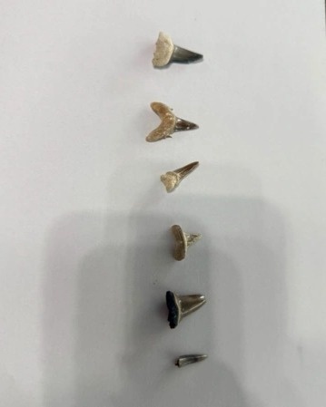 From ocean to desert: 40-million-year-old shark teeth reveal Mangistau&rsquo;s marine past