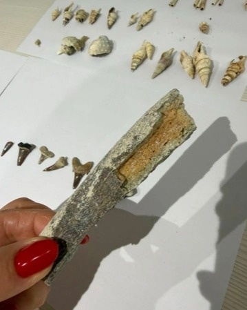 From ocean to desert: 40-million-year-old shark teeth reveal Mangistau&rsquo;s marine past