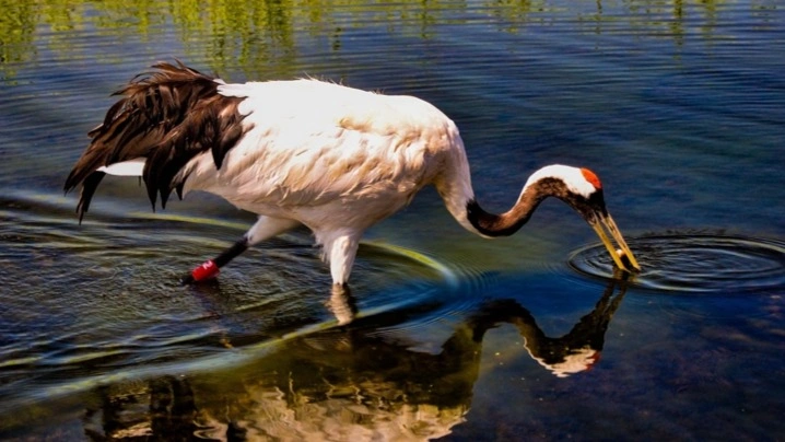 Dancing cranes spotted in Irtysh River floodplain