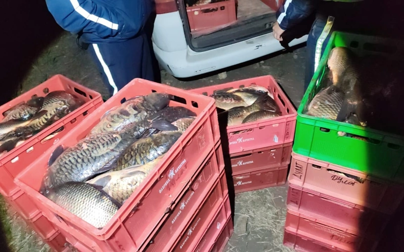 В Акмолинской области во время нереста незаконно перевозили более 600 килограммов рыбы
