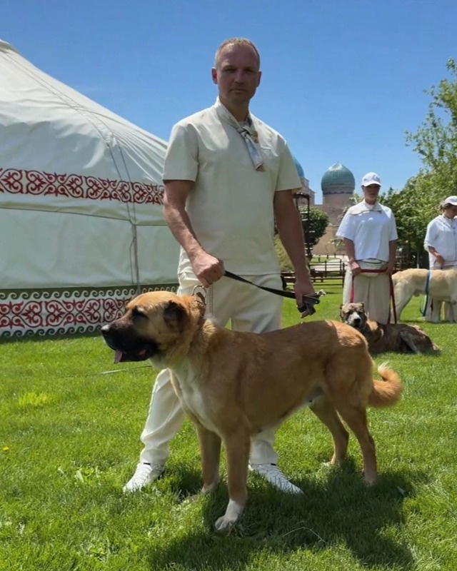 Purebred dog exhibition held in Turkistan