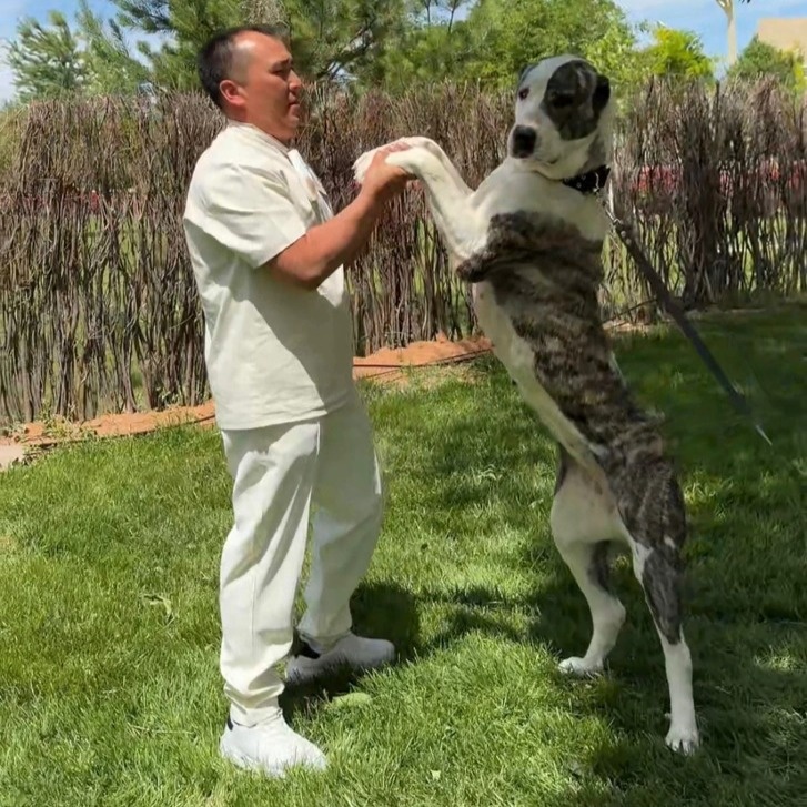 Purebred dog exhibition held in Turkistan