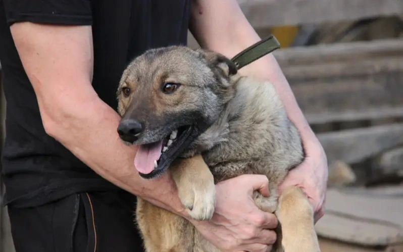 President enacts amendments to responsible animal treatment legislation