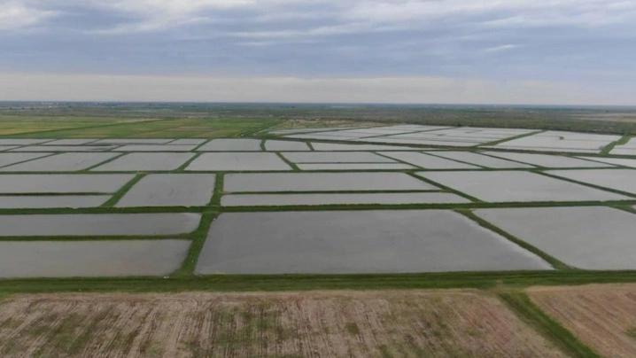 Rice field irrigation kicks off in Kyzylorda region