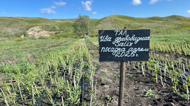 Ақтөбедегі орманшылардың бір күні