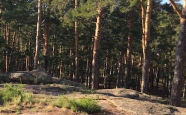 Акколь, лес