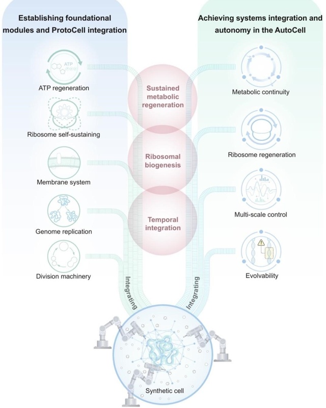 Synthetic cell technology 