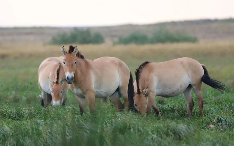 Kazakhstan expands conservation efforts, 8 more Przewalski’s Horses to arrive