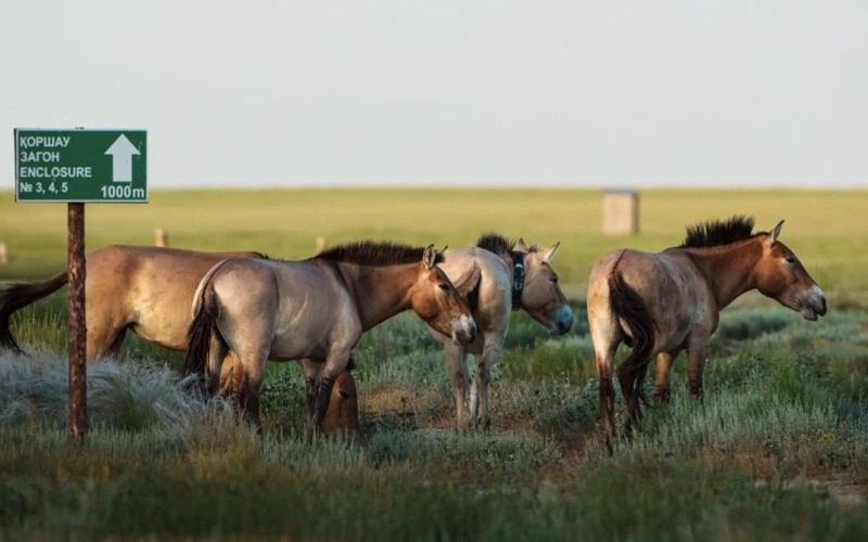 Five Przewalski&rsquo;s horses released into the wild at Altyn Dala Reserve