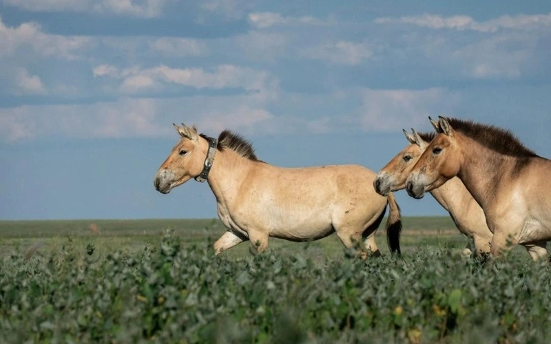 Five Przewalski’s horses released into the wild at Altyn Dala Reserve