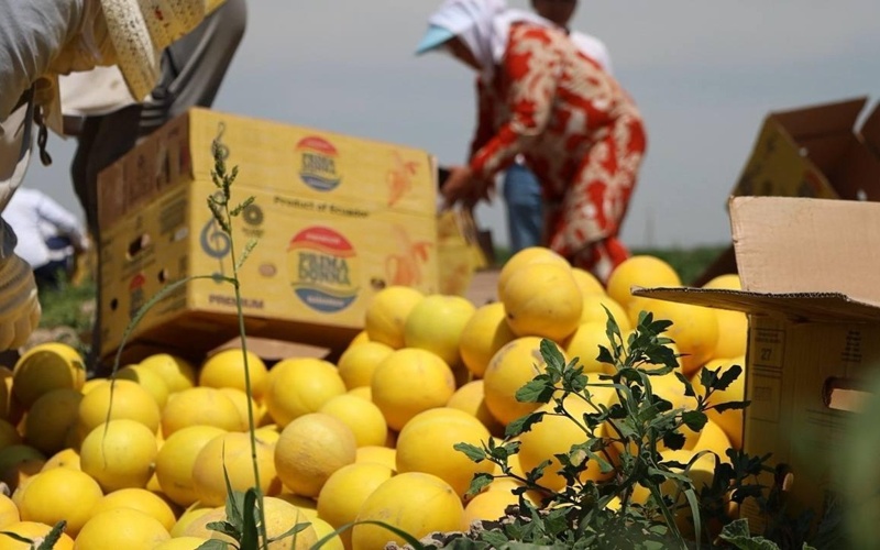 Over 1,000 tons of melons and watermelons harvested in Turkistan region Over 1,000 tons of melons and watermelons harvested in Turkistan region