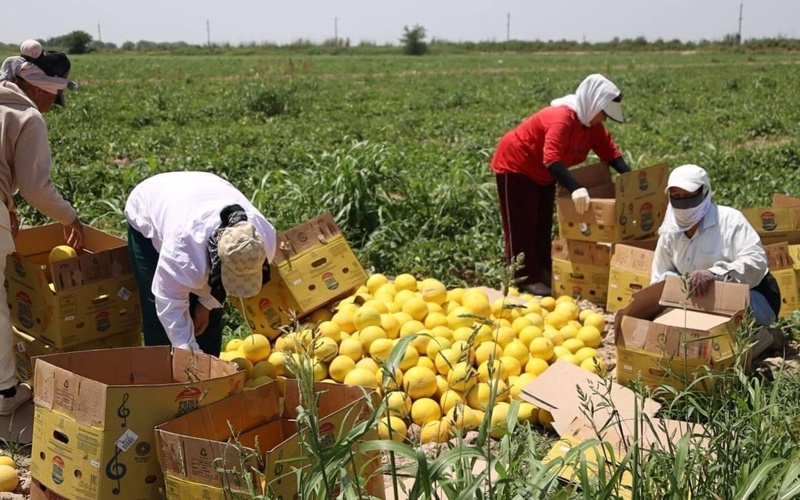Over 1,000 tons of melons and watermelons harvested in Turkistan region Over 1,000 tons of melons and watermelons harvested in Turkistan region