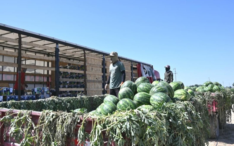 Over 1,000 tons of melons and watermelons harvested in Turkistan region Over 1,000 tons of melons and watermelons harvested in Turkistan region
