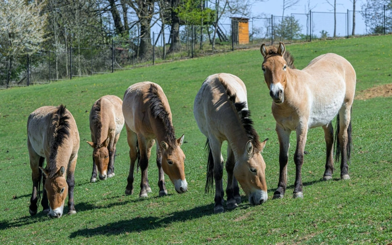 Przewalski’s horses 