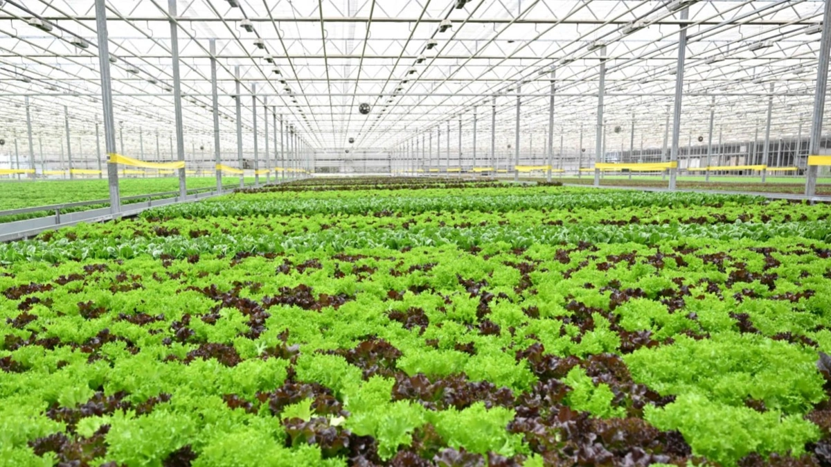 Мемлекет басшысы GREEN ЕСО жылыжай кешенімен танысты 