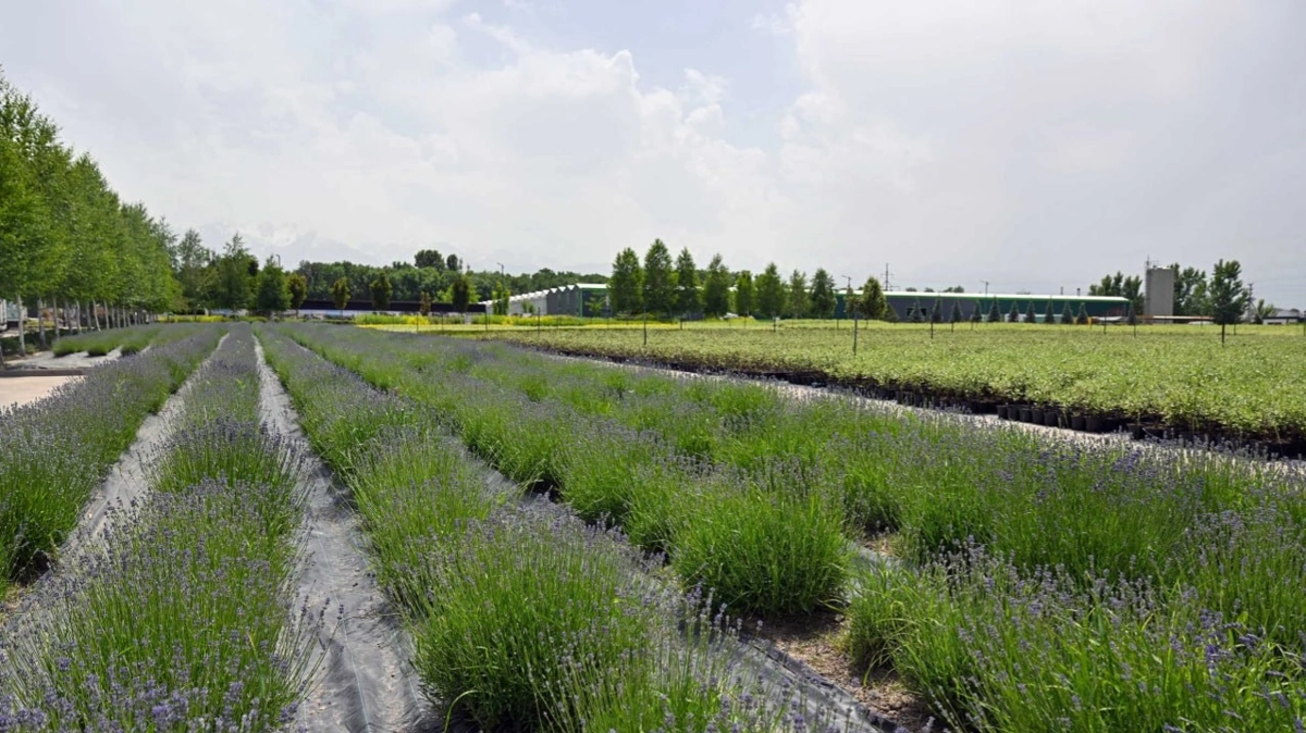 Мемлекет басшысы GREEN ЕСО жылыжай кешенімен танысты 