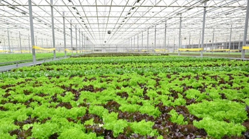 Давлат раҳбари GREEN ЕСО иссиқхона мажмуаси билан танишди