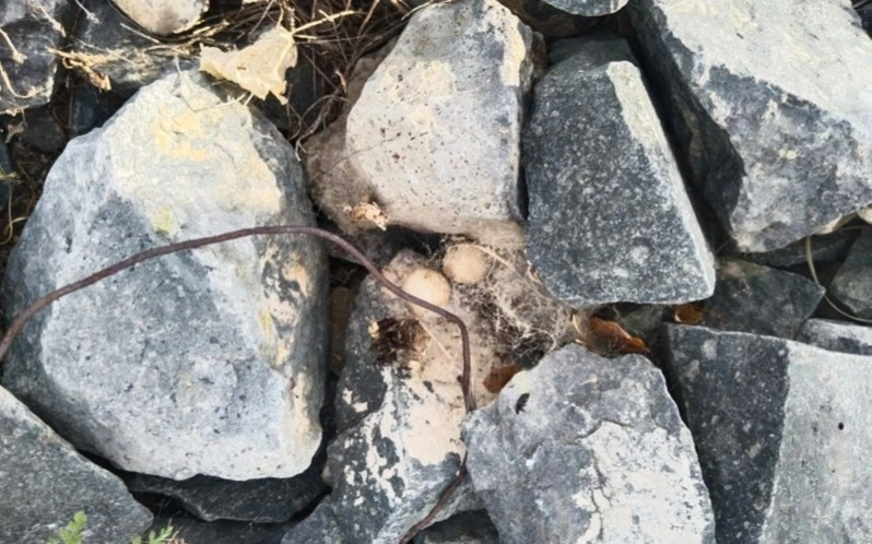 Dangerous karakurt spiders threaten Bayanaul Park again