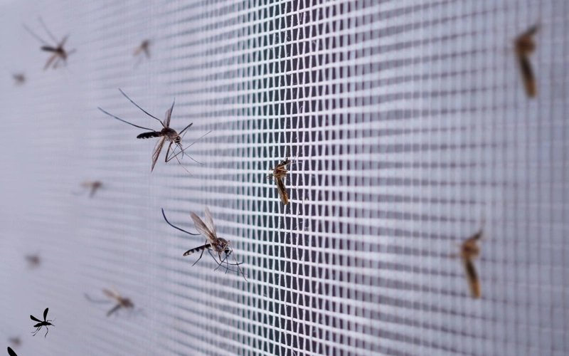 Mosquitoes,  insects