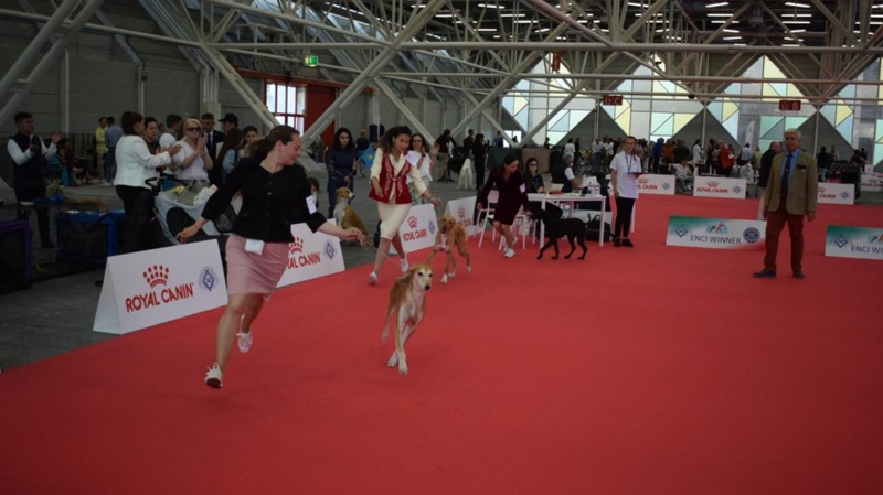 Kazakhstan brings record number of Tazy dogs to World Dog Show 2026 in Bologna