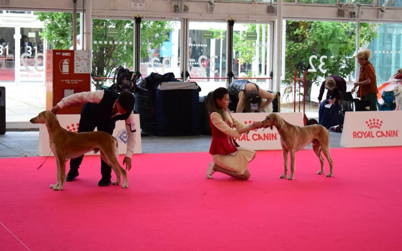 Kazakhstan brings record number of Tazy dogs to World Dog Show 2026 in Bologna