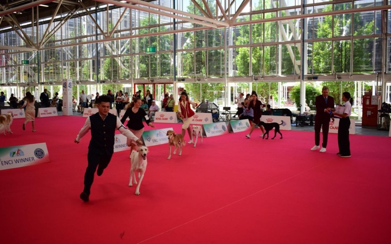 Kazakhstan brings record number of Tazy dogs to World Dog Show 2026 in Bologna