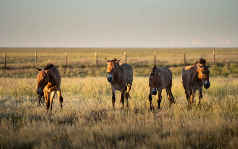 Another group of Przewalski's horses arrives in Kazakhstan