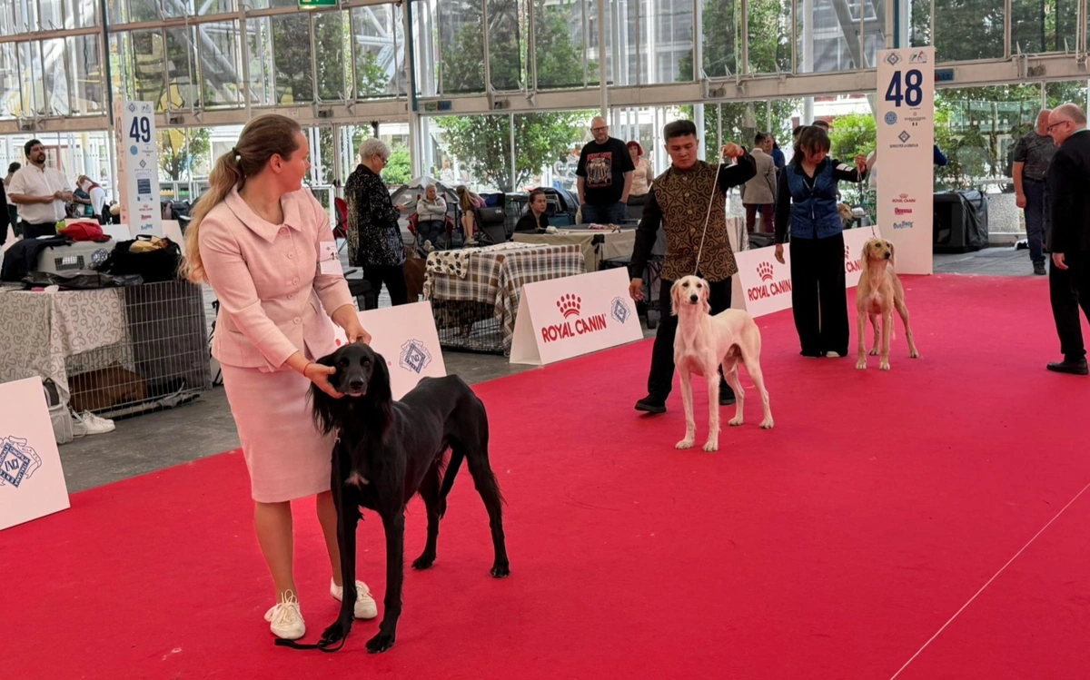 Казахские тазы получают высокие места на &laquo;WorldDogShow -2026&raquo; в Болонье