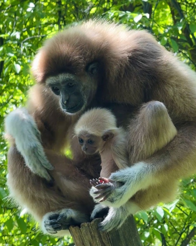 Baby gibbon, lemur twins born at Almaty Zoo