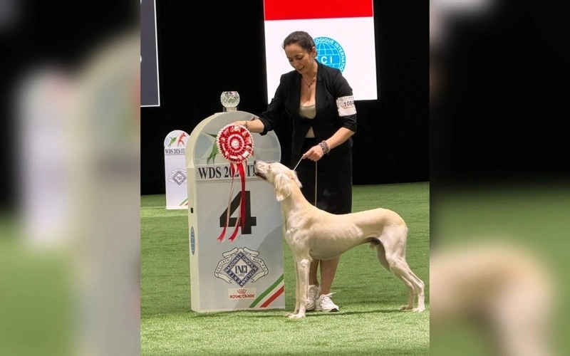 Kazakh Tazy dog is 4th among sighthounds at World Dog Show 2026