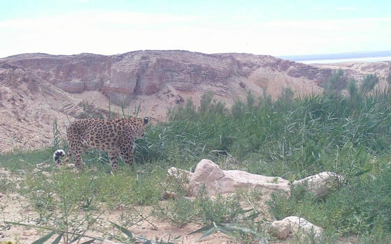 Rare Persian leopard spotted at Ustyurt nature reserve in Kazakhstan