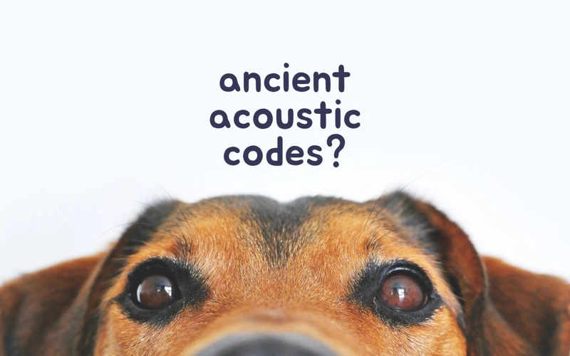 Dog, animals, science, research, language, pets