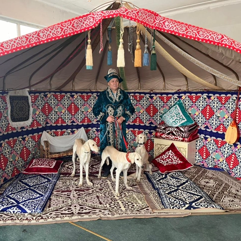 This is a dog of the entire Kazakh nation – owner of Chelsea the Tazy on triumph in Italy