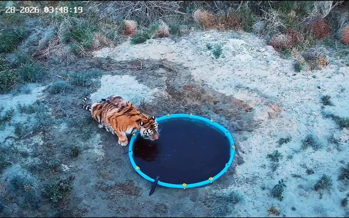 амурские тигры